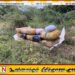 கிளிநொச்சி மாசார் பகுதியில் 105 இலட்ச ரூபாய் மதிப்பிலான கேரள கஞ்சா பறிமுதல்