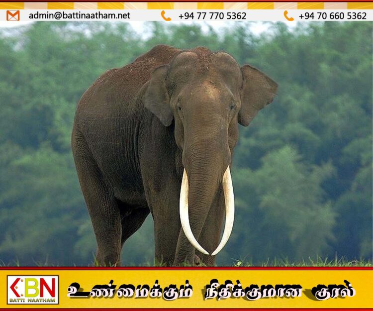 சீகிரியாவில் காட்டு யானை தாக்கியதில் வெளிநாட்டு சுற்றுலாப் பயணி உயிரிழப்பு!