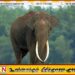 சீகிரியாவில் காட்டு யானை தாக்கியதில் வெளிநாட்டு சுற்றுலாப் பயணி உயிரிழப்பு!