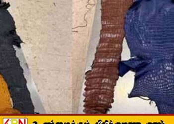 விலங்குகளின் தோல்களுடன் வர்த்தகர் கட்டுநாயக்க விமான நிலையத்தில் கைது