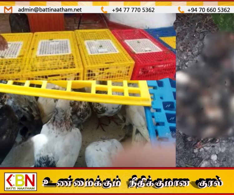 நெடுந்தீவில் பொலிசுக்கு பயந்து புறாக்கள் கூண்டோடு தீ வைத்து எரிப்பு