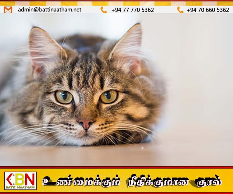 இது பூனை வளர்ப்பவர்களுக்கான அறிவிப்பு; கொடிய மரணத்தை ஏற்படுத்தும் நோய்