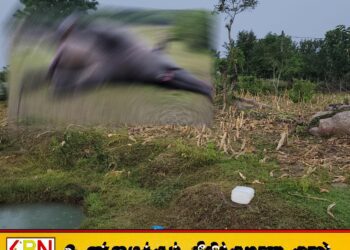திக்கோடை பகுதியில் காட்டுயானை ஒன்று உயிரிழந்த நிலையில் கண்டுபிடிக்கப்பட்டுள்ளது