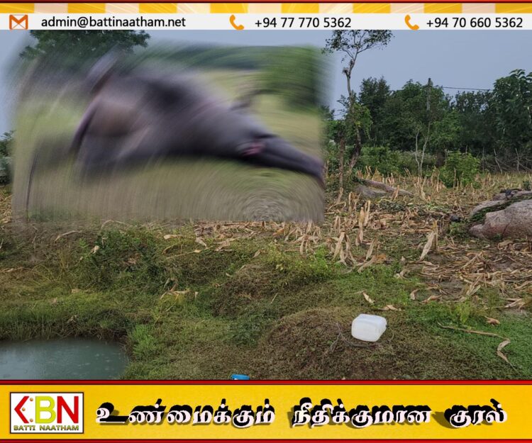 திக்கோடை பகுதியில் காட்டுயானை ஒன்று உயிரிழந்த நிலையில் கண்டுபிடிக்கப்பட்டுள்ளது