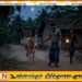 மட்டு திராய்மடு, பாலமீன்மடு பிரதேசத்தில் மாடு திருடர்களை பிடித்துத்தந்தால் 25 ஆயிரம் ரூபா சன்மானம்