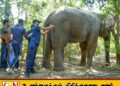 துப்பாக்கிச் சூட்டில் காயமடைந்த காட்டு யானைக்கு சிகிச்சை அளித்த கடற்படையினர்