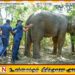 துப்பாக்கிச் சூட்டில் காயமடைந்த காட்டு யானைக்கு சிகிச்சை அளித்த கடற்படையினர்