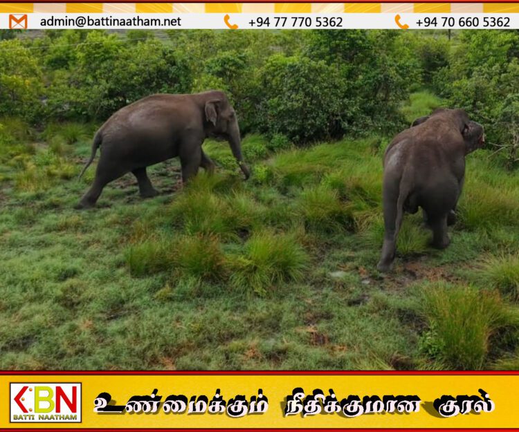 மட்டக்களப்பு மாந்தீவு ஆற்று பகுதியில் தரித்து நிற்கும் காட்டு யானைகள்!