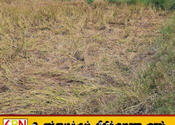 மட்டக்களப்பில் சிறை கைதிகளின் வேளாண்மை நிலம் காட்டு யானை தாக்குதலால் நாசம்