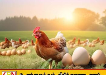 முட்டை மற்றும் கோழி இறைச்சியின் விலை அதிகரிப்பு