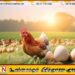 முட்டை மற்றும் கோழி இறைச்சியின் விலை அதிகரிப்பு