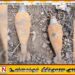 திருகோணமலையில் மோட்டார் குண்டுகள் மீட்பு