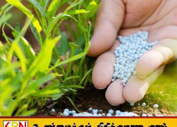 சிறுபோக நெற்செய்கைக்கு மாத்திரம் யூரியா உரத்தை வழங்க தீர்மானம்