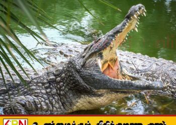 முதலையினால் இழுத்துச் செல்லப்பட்ட சிறுமி உயிரிழப்பு