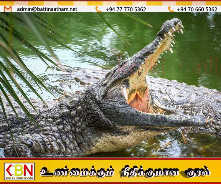 முதலையினால் இழுத்துச் செல்லப்பட்ட சிறுமி உயிரிழப்பு