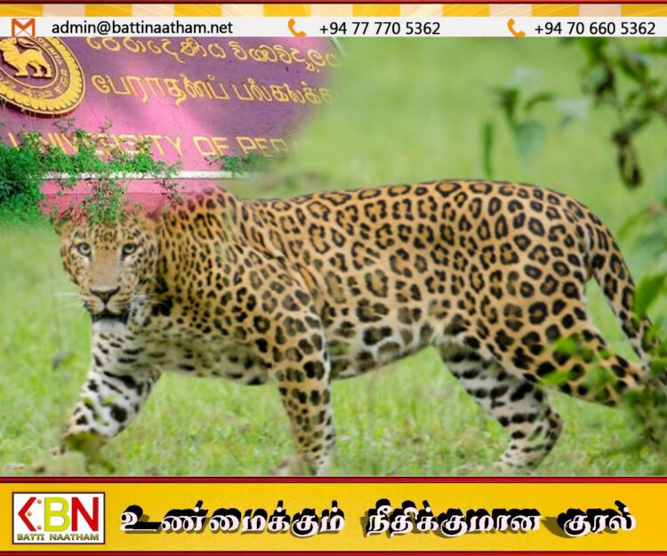 பேராதனை பல்கலைக்கழக வளாகத்திற்குள் சிறுத்தைகள் நடமாட்டம்; அவதானத்துடன் இருக்குமாறு அறிவிப்பு