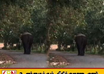 மட்டு களுவாஞ்சிக்குடி நகர் பகுதிக்குள் ஊடுருவிய காட்டு யானையால் மக்கள் பீதியில்