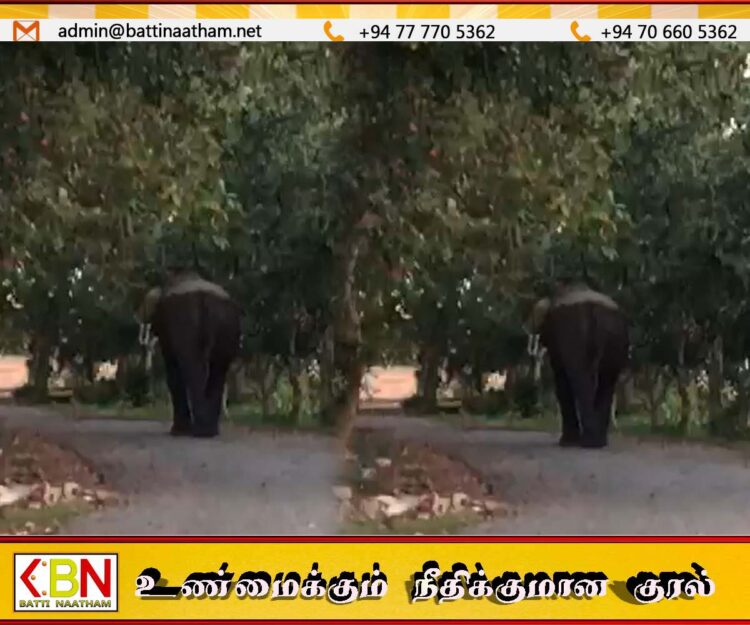 மட்டு களுவாஞ்சிக்குடி நகர் பகுதிக்குள் ஊடுருவிய காட்டு யானையால் மக்கள் பீதியில்