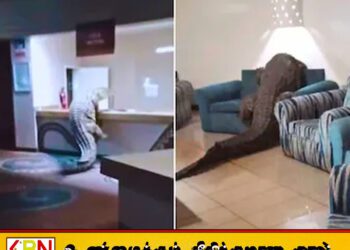 பிரபல ஹோட்டலுக்குள் உணவு தேடிச் சென்ற 13 அடி நீள முதலை!