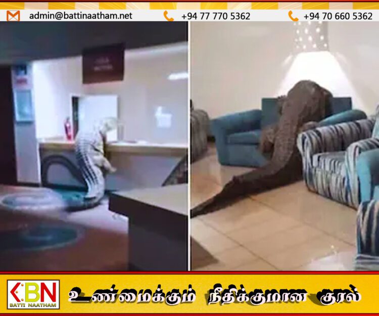 பிரபல ஹோட்டலுக்குள் உணவு தேடிச் சென்ற 13 அடி நீள முதலை!