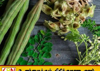 முருங்கை விதைகள் குறித்த புதிய கண்டுபிடிப்பு