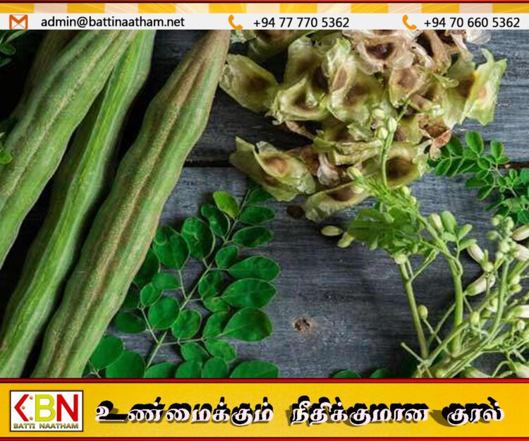 முருங்கை விதைகள் குறித்த புதிய கண்டுபிடிப்பு