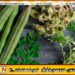 முருங்கை விதைகள் குறித்த புதிய கண்டுபிடிப்பு