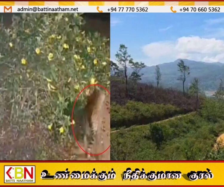 சிறுத்தைகளால் அவதிப்படும் மலையக மக்கள்; 13 நாய்கள் உயிரிழப்பு