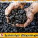 நிலக்கரி விவகாரம்; முழு அதிகாரங்களை கொண்ட குழு நியமனம்!