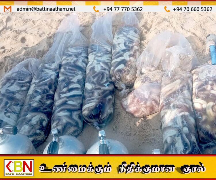 யாழில் சட்ட விரோதமாக கடல் அட்டைகளை பிடித்த சந்தேக நபர்கள் கைது