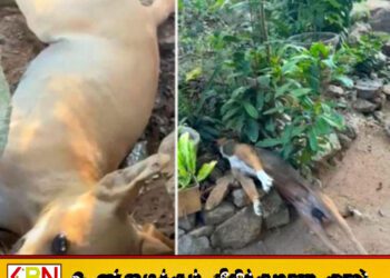 கலாவெவவில் கொடூரம்; 10 நாய்களுக்கு விஷம் கொடுத்துக் கொலை!