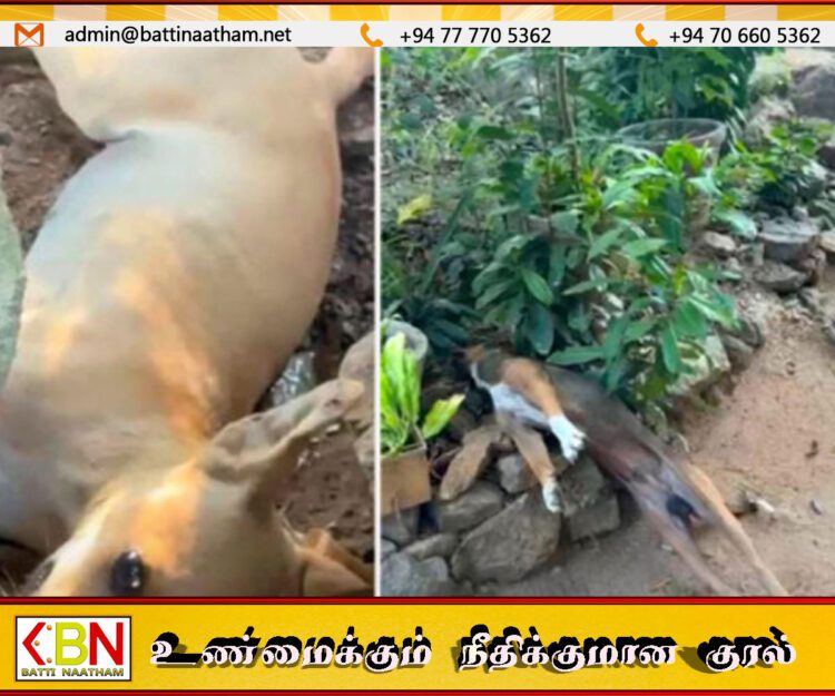கலாவெவவில் கொடூரம்; 10 நாய்களுக்கு விஷம் கொடுத்துக் கொலை!