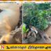 கலாவெவவில் கொடூரம்; 10 நாய்களுக்கு விஷம் கொடுத்துக் கொலை!