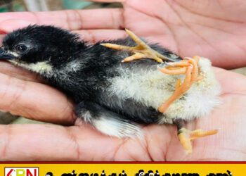 மட்டக்களப்பில் நான்கு கால்களுடன் பிறந்த அபூர்வக் கோழிக் குஞ்சு!