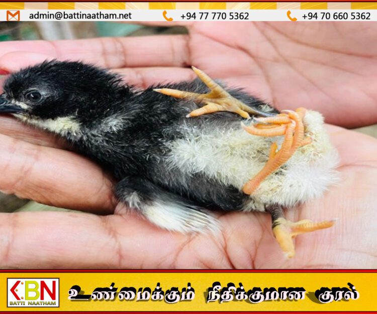 மட்டக்களப்பில் நான்கு கால்களுடன் பிறந்த அபூர்வக் கோழிக் குஞ்சு!