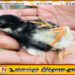 மட்டக்களப்பில் நான்கு கால்களுடன் பிறந்த அபூர்வக் கோழிக் குஞ்சு!