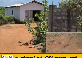 மன்னார் வீதியில் வீசப்படும் மனித உடல் பாகங்கள்