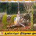 தெற்கு லெபனானில் சிலுவை சேதம் – இராணுவ வீரரின் செயலுக்கு உலகளாவிய கண்டனம்!