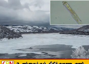 24 ஆயிரம் ஆண்டுகள் உறைந்து கிடந்த புழுவை உயிர்ப்பித்த விஞ்ஞானிகள்