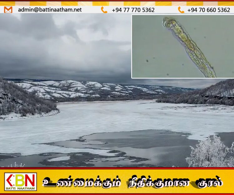 24 ஆயிரம் ஆண்டுகள் உறைந்து கிடந்த புழுவை உயிர்ப்பித்த விஞ்ஞானிகள்