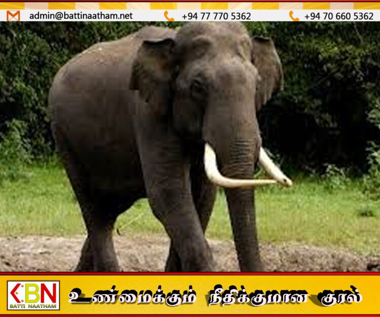 காட்டு யானை தாக்குதலுக்கு இலக்காகி மனநலம் பாதிக்கப்பட்ட நபர் உயிரிழப்பு!