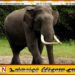 காட்டு யானை தாக்குதலுக்கு இலக்காகி மனநலம் பாதிக்கப்பட்ட நபர் உயிரிழப்பு!