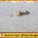 கம்பளையைச் சேர்ந்த ஹோட்டல் ஊழியர் கிரகரி வாவியில் சடலமாக மீட்பு; கொலையா? உயிர்மாய்ப்பா?