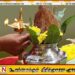 பராபவ சித்திரை வருடப்பிறப்பு; மருத்துநீர் வைக்க சரியான நேரம்!