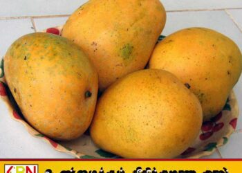 கிளிநொச்சியில் 50 இலட்சத்திற்கு ஏலம் போன கோயில் மாம்பழம்