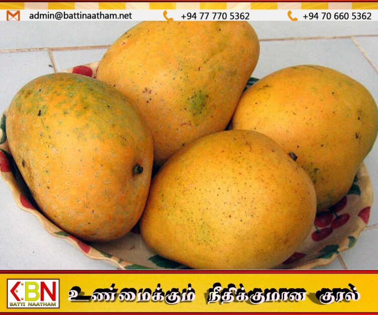 கிளிநொச்சியில் 50 இலட்சத்திற்கு ஏலம் போன கோயில் மாம்பழம்