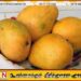 கிளிநொச்சியில் 50 இலட்சத்திற்கு ஏலம் போன கோயில் மாம்பழம்