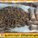 திருகோணமலையில் மீட்கப்பட்ட ஆயுதங்கள்; செயலிழக்கச் செய்ய நடவடிக்கை