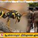 கசிப்பு உற்பத்தியை நிலையத்தை சுற்றிவளைக்க சென்ற பொலிஸார் மீது குளவிக் கொட்டு தாக்குதல்