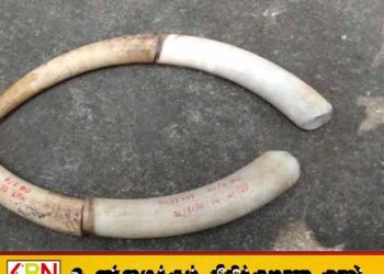 சம்பூர் பொலிஸ் பிரிவில் யானை தந்தங்களுடன் இருவர் கைது